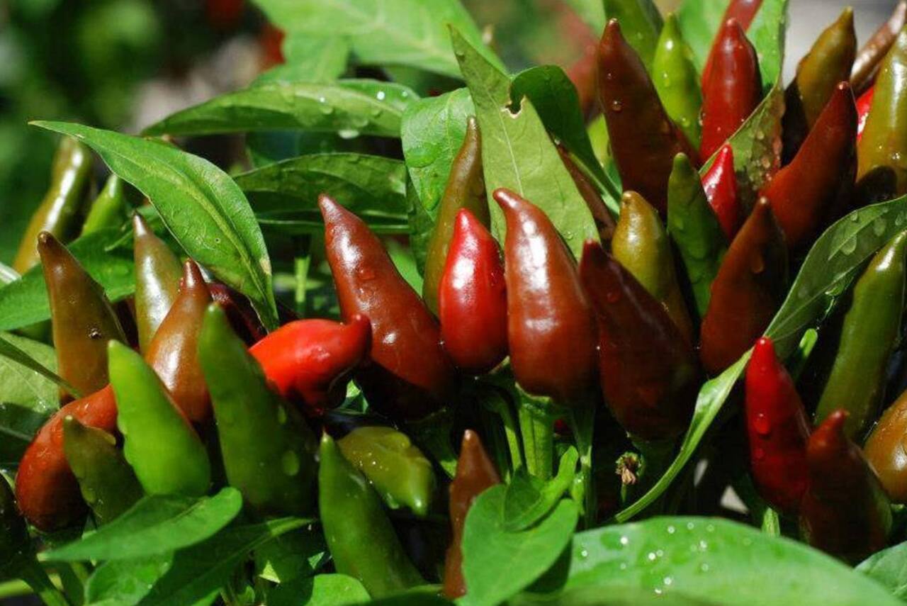 Izmenjava čili semen in delavnica gojenja čilijev