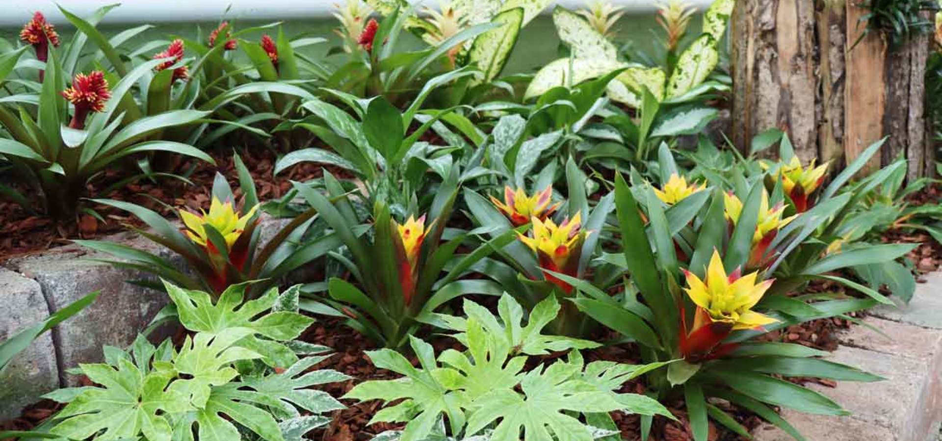 Razstava sobnih rastlin, ananasovk in orhidej