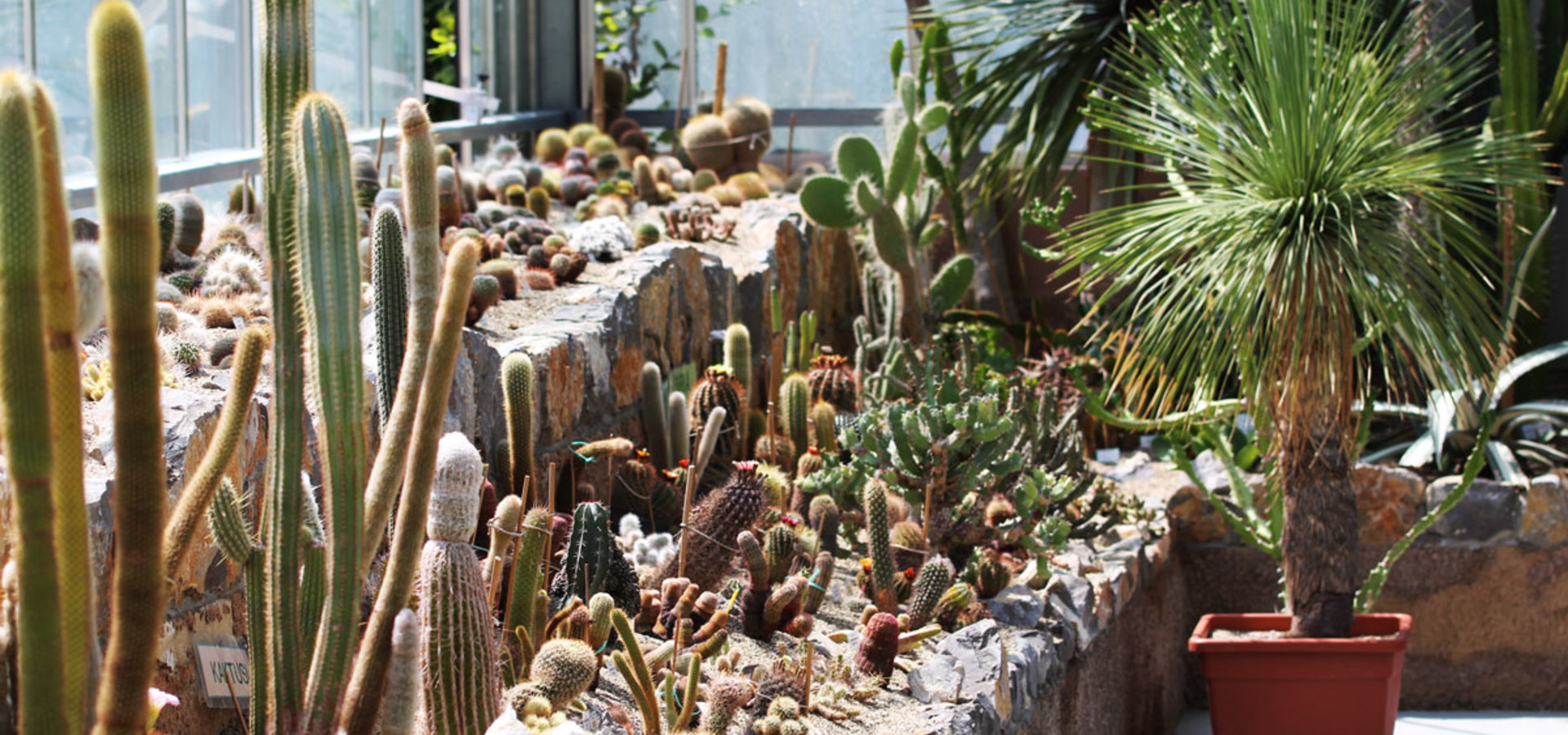 Razstava kaktusov
