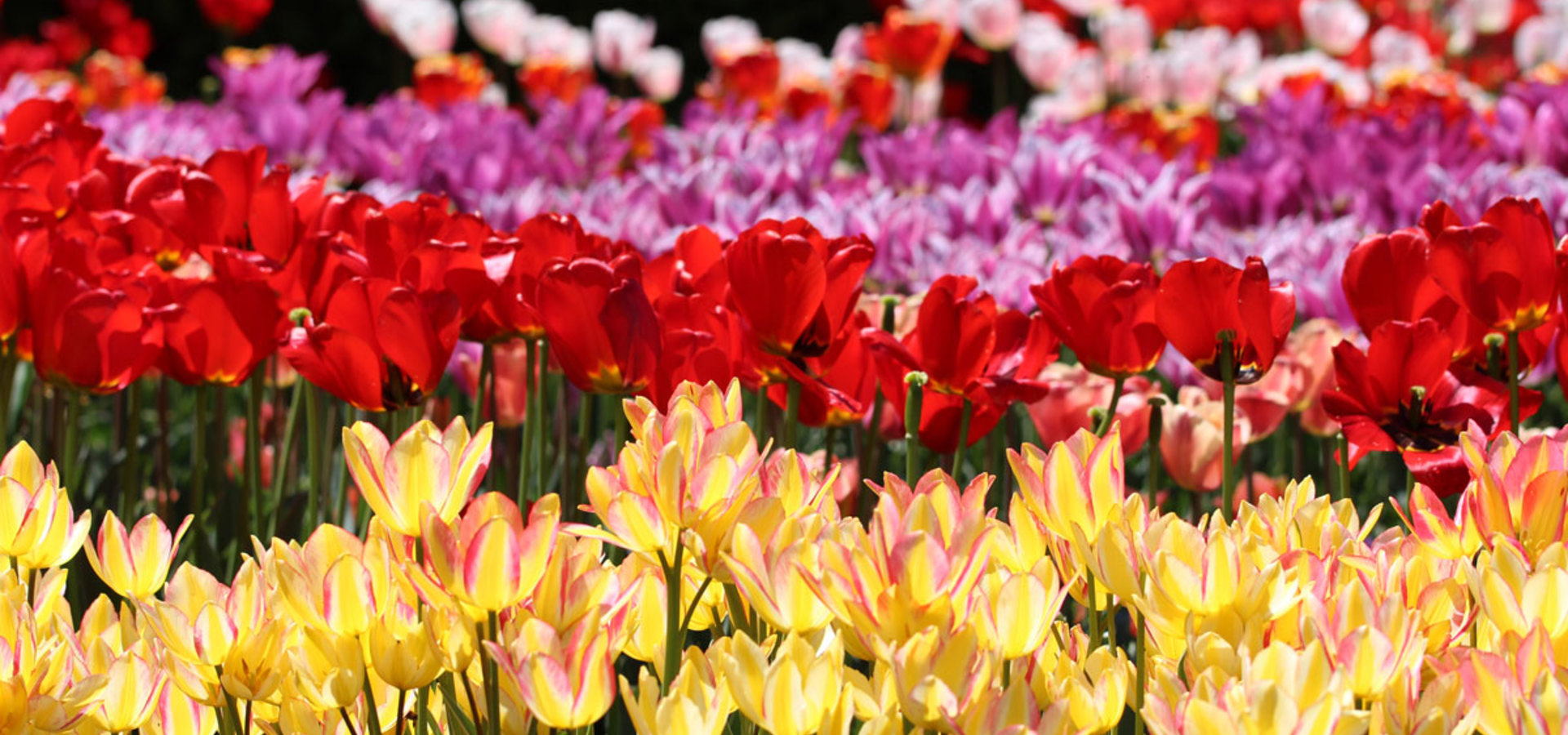 Spomladanska razstava cvetja in tulipanov