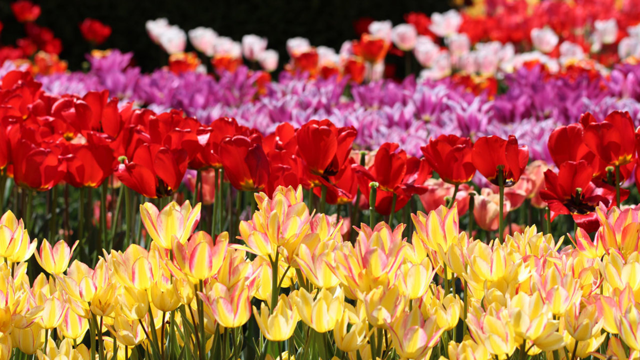 Spomladanska razstava cvetja in tulipanov