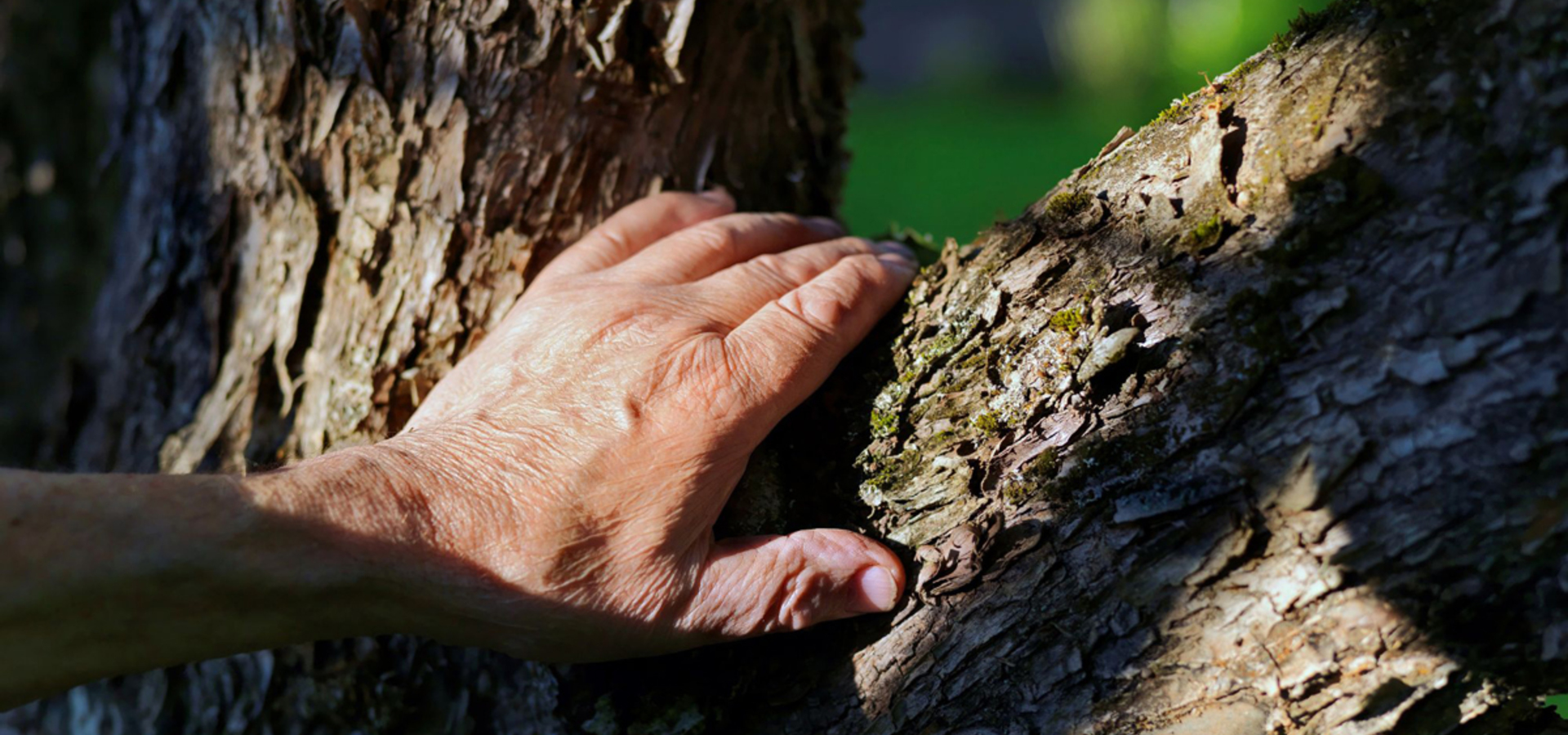 Gozdna terapija za starejše