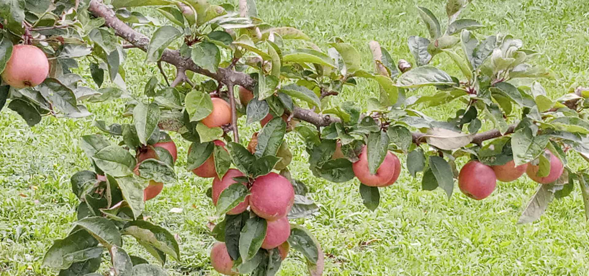 Prikaz obrezovanja sadnega drevja in izdelave cepičev