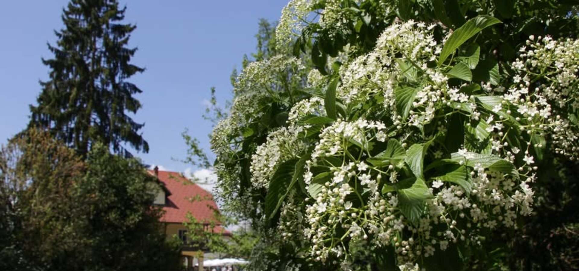 Obeležitev rojstnega dneva Sebastiana Kneippa in prikaz vodnih terapij