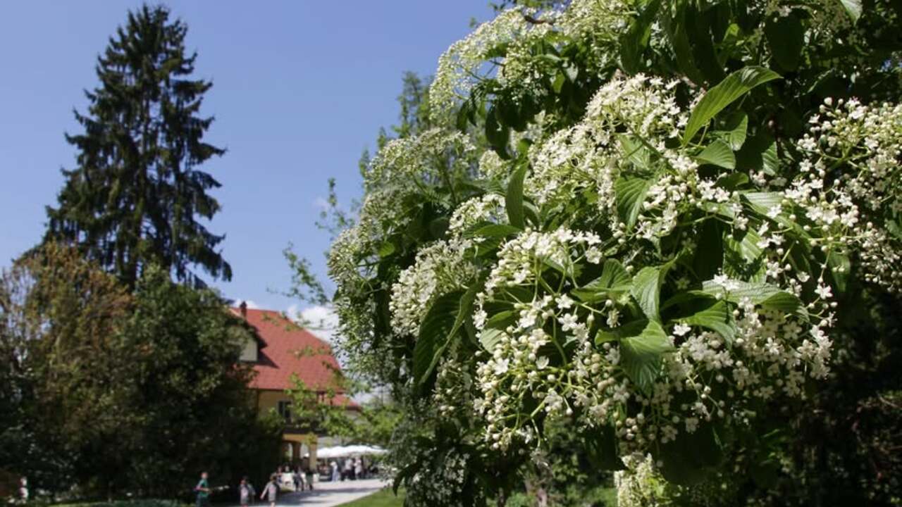Obeležitev rojstnega dneva Sebastiana Kneippa in prikaz vodnih terapij