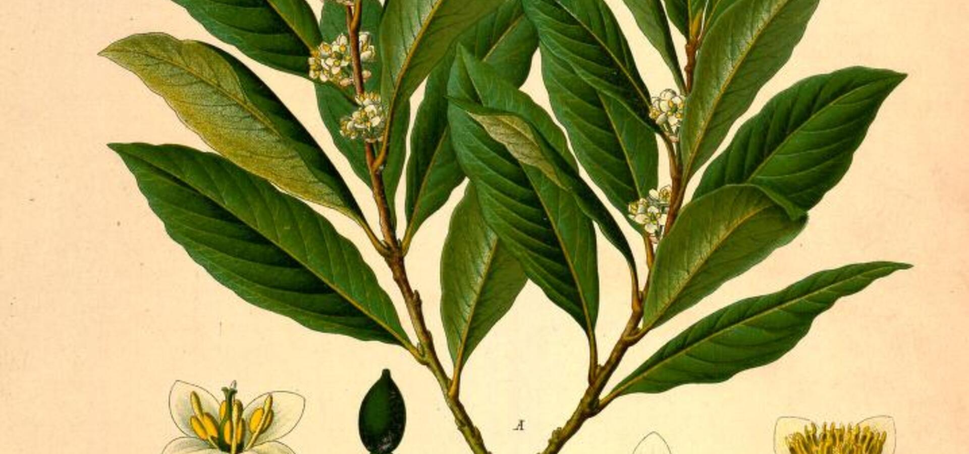 Zdravilnost dreves in grmičevja, delavnica