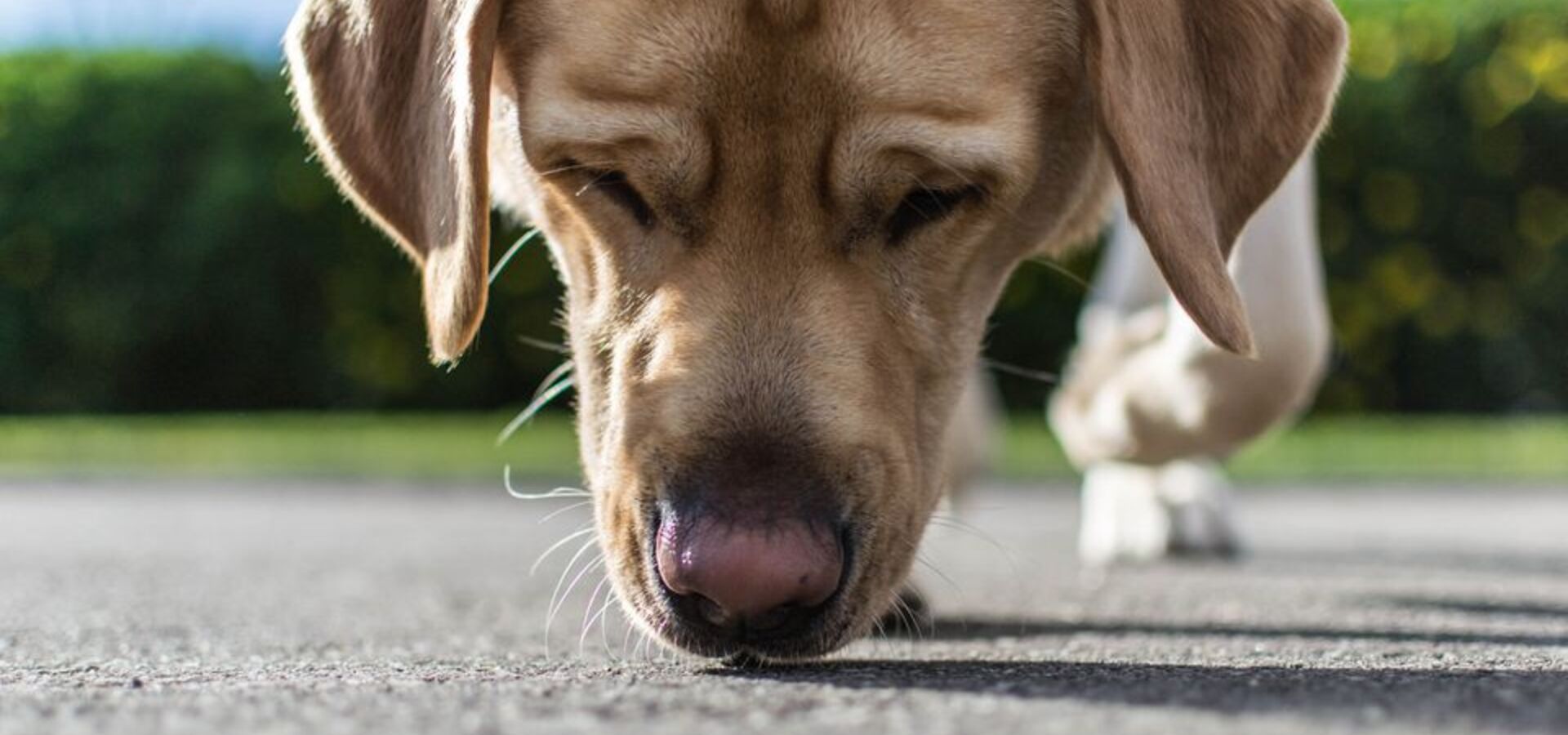 Pasja vohalna detektivka – Izginotje mamutovega repa