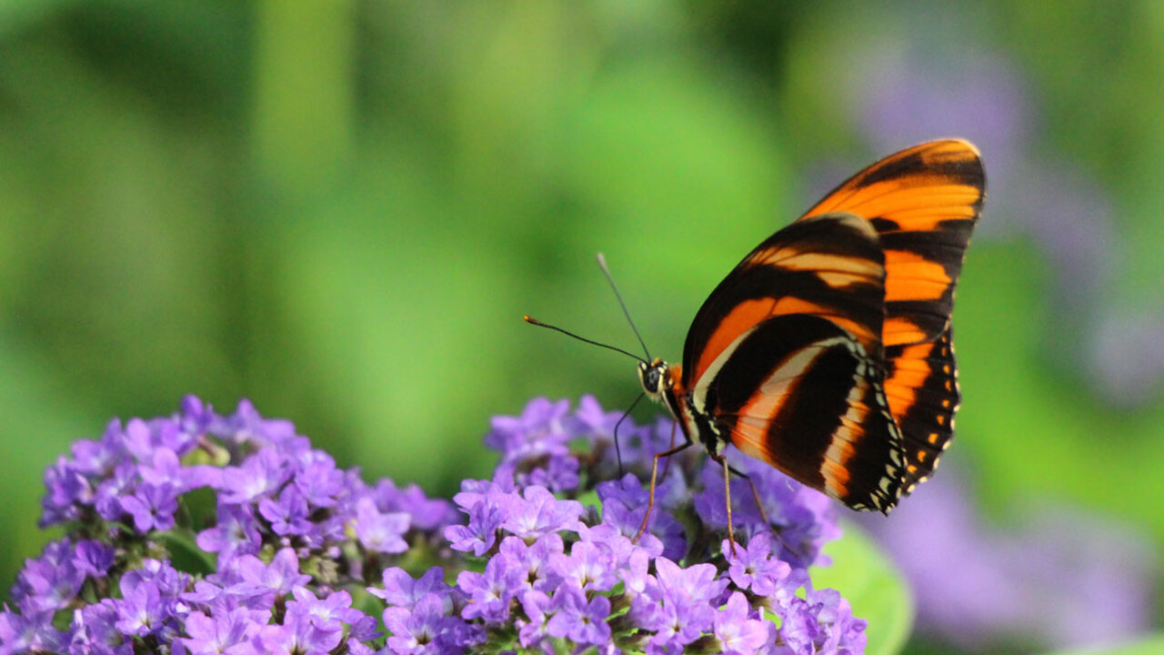 Razstava tropskih metuljev