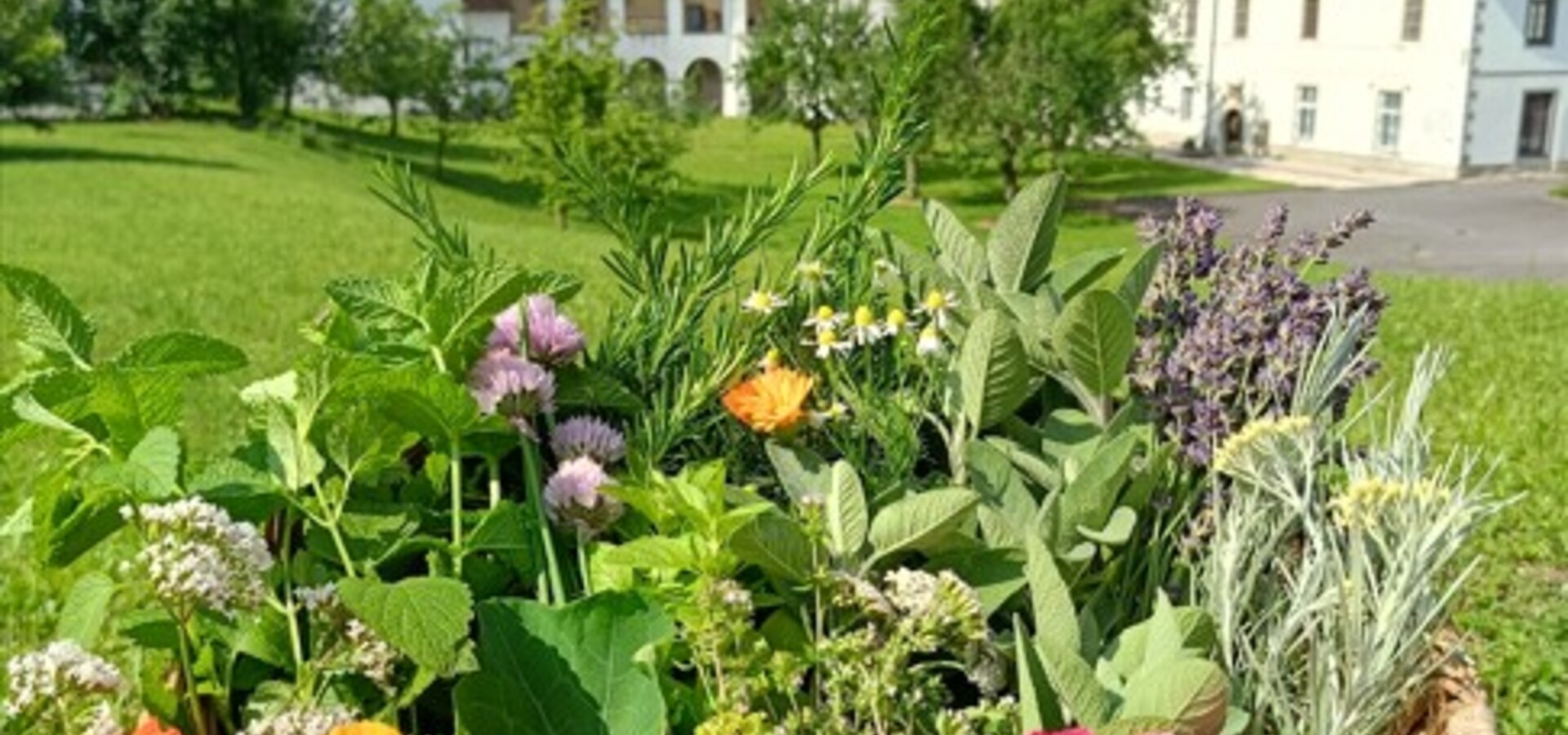Dorotejina zeliščna zgodba, zeliščni vikend