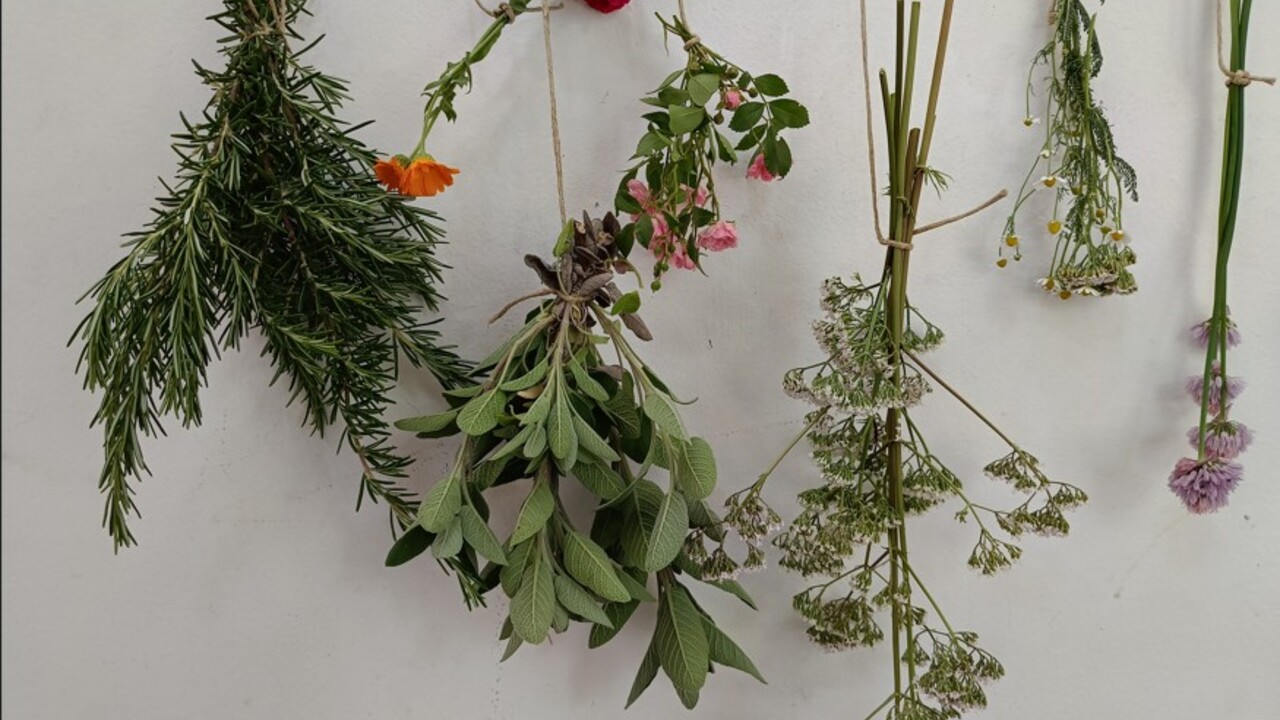 Skrivnostne moči zdravilnih zeli, delavnica