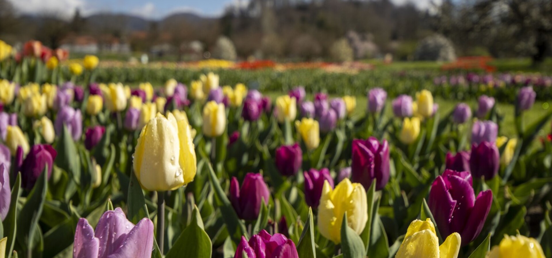 Sprehodi z Modro palico za dobro počutje in spomin (Mesec krajinske arhitekture)