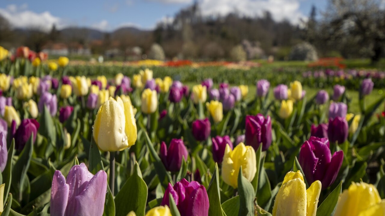 Sprehodi z Modro palico za dobro počutje in spomin (Mesec krajinske arhitekture)