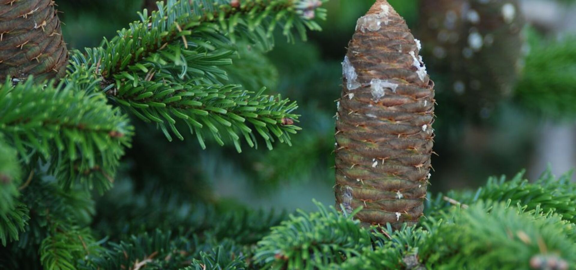Vonj gozda v steklenički, delavnica destilacije eteričnih olj iglavcev
