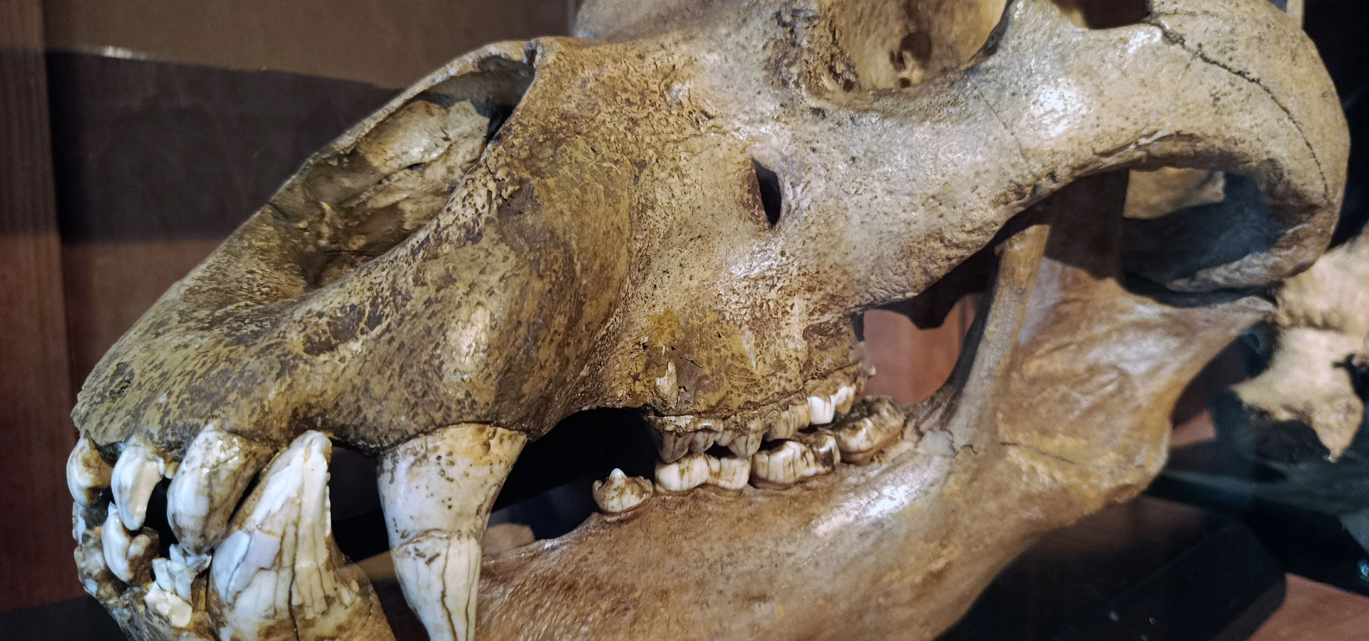 Inštitut za paleobiologijo in evolucijo: Razstava fosilov