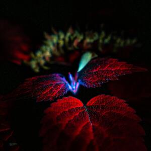 PWED0472-Enhanced-NR.jpg