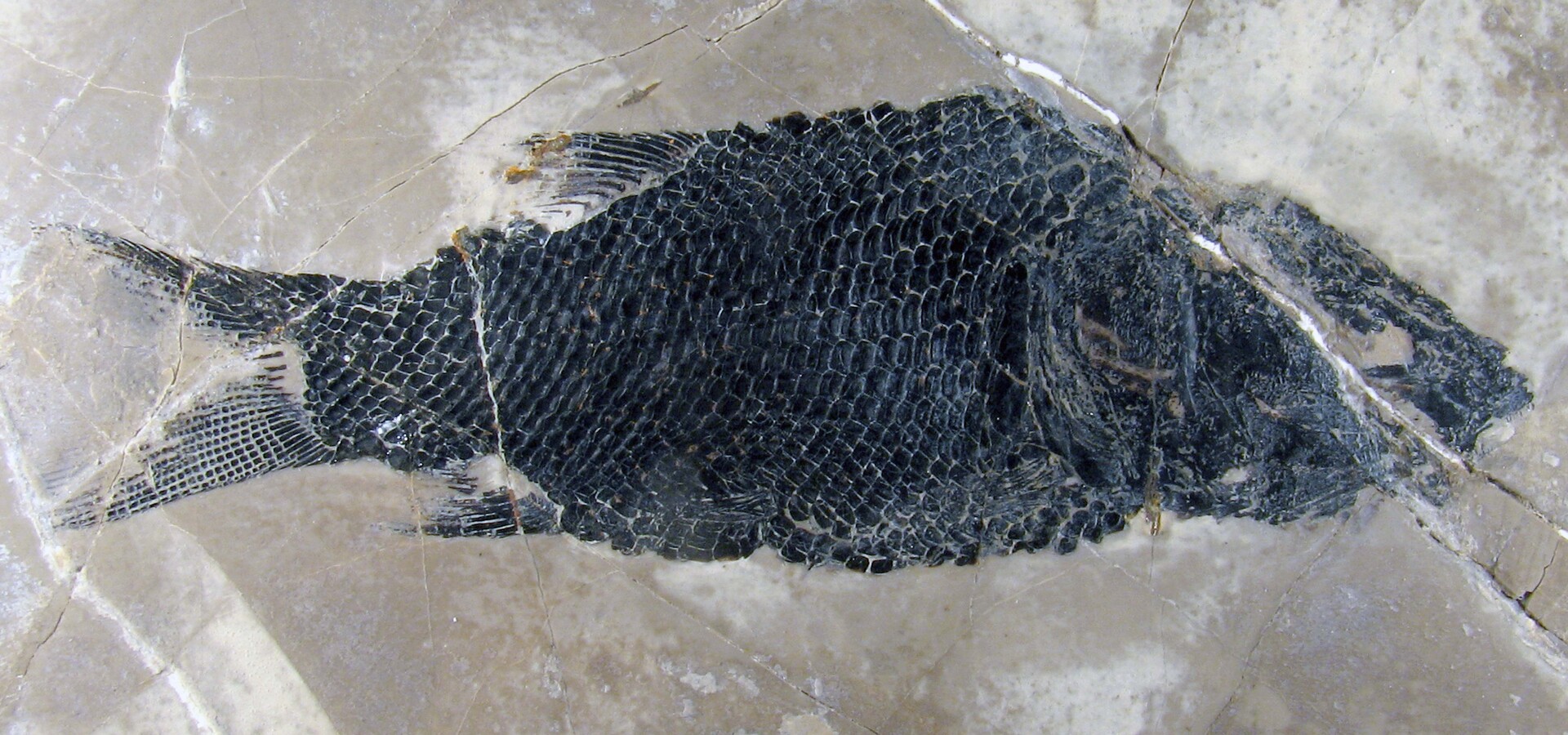 Inštitut za paleobiologijo in evolucijo: Vodenje po razstavi fosilov