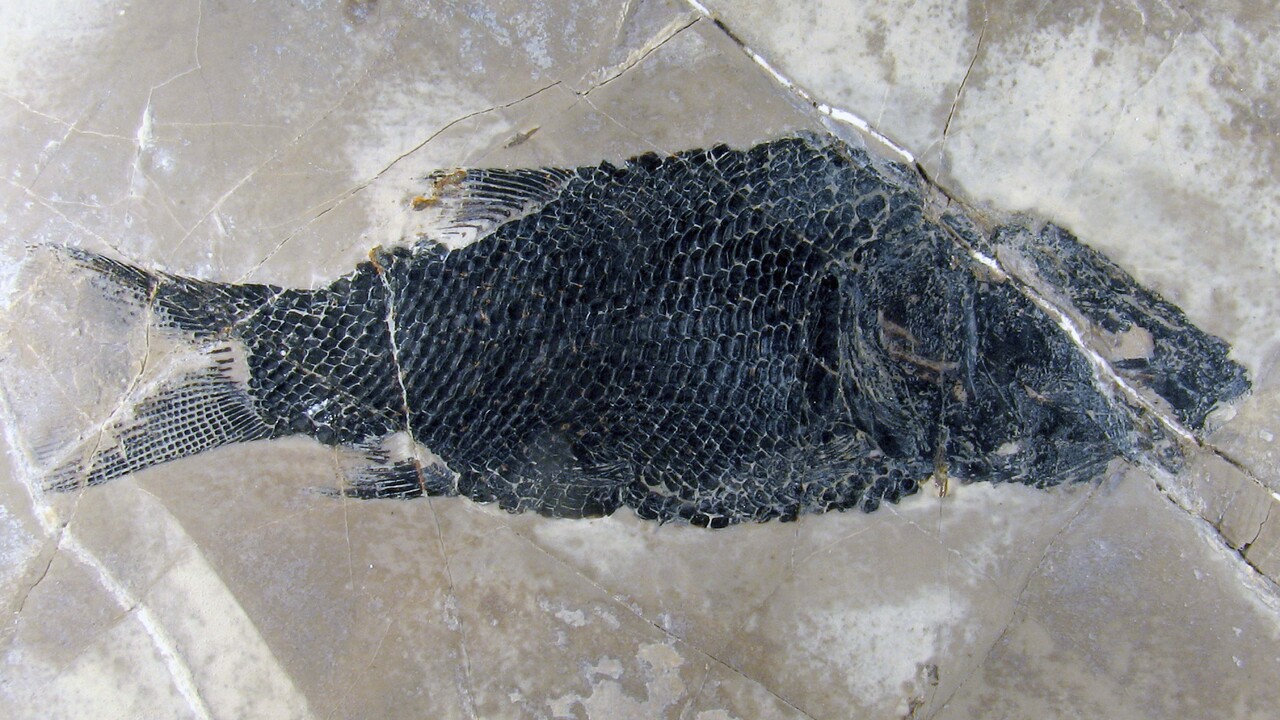 Inštitut za paleobiologijo in evolucijo: Vodenje po razstavi fosilov